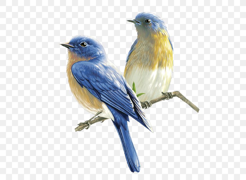 Bird Clip Art, PNG, 597x600px, Bird, Beak, Bird Flight, Bluebird, Emberizidae Download Free