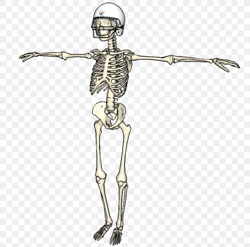 Homo Sapiens Shoulder Skeleton Figurine, PNG, 886x878px, Homo Sapiens, Arm, Bone, Costume Design, Figurine Download Free