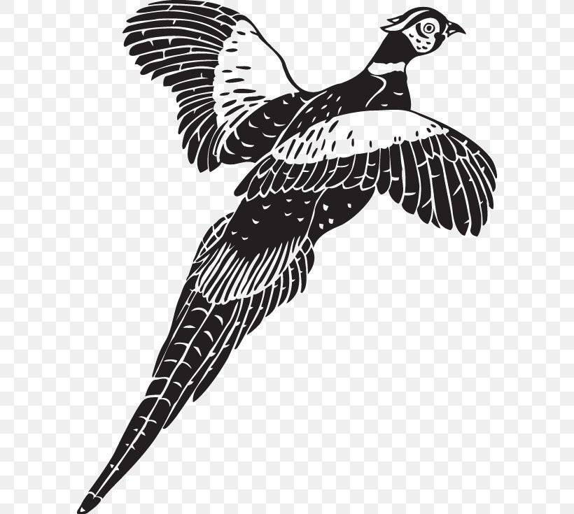 Pheasant Bird Photography Clip Art, PNG, 600x735px, Pheasant, Beak, Bird, Bird Of Prey, Black And White Download Free