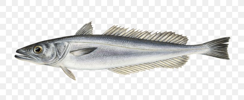 Sardine Fish Products Cod Merluccius Merluccius Hake, PNG, 768x336px, Sardine, Anchovy, Barramundi, Bass, Bonito Download Free