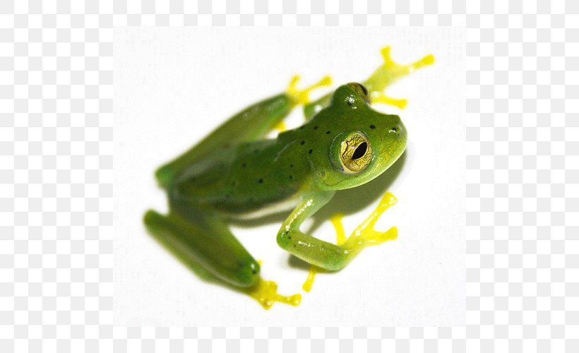 True Frog Tree Frog Toad, PNG, 500x500px, True Frog, Amphibian, Frog, Organism, Ranidae Download Free