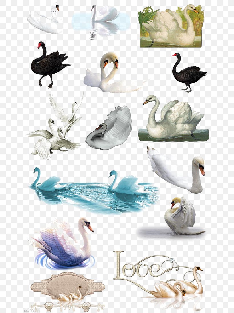 Domestic Goose Feather Duck Bird, PNG, 658x1097px, Domestic Goose, Anatidae, Beak, Bird, Black Swan Download Free