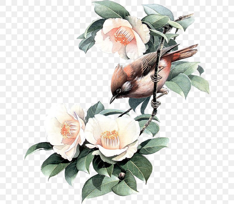 Drawing Bird Clip Art, PNG, 650x713px, Drawing, Artificial Flower, Bird, Branch, Cut Flowers Download Free