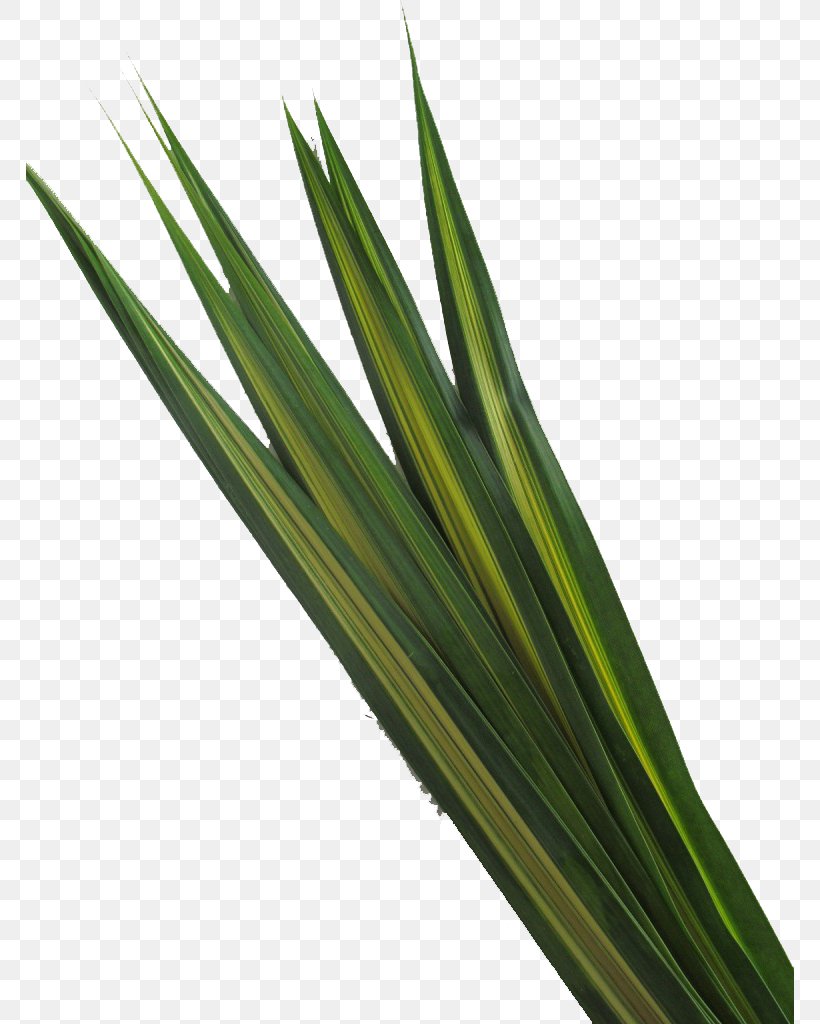 Grass Background, PNG, 768x1024px, Sweet Grass, Commodity, Flower, Grass, Grass Family Download Free