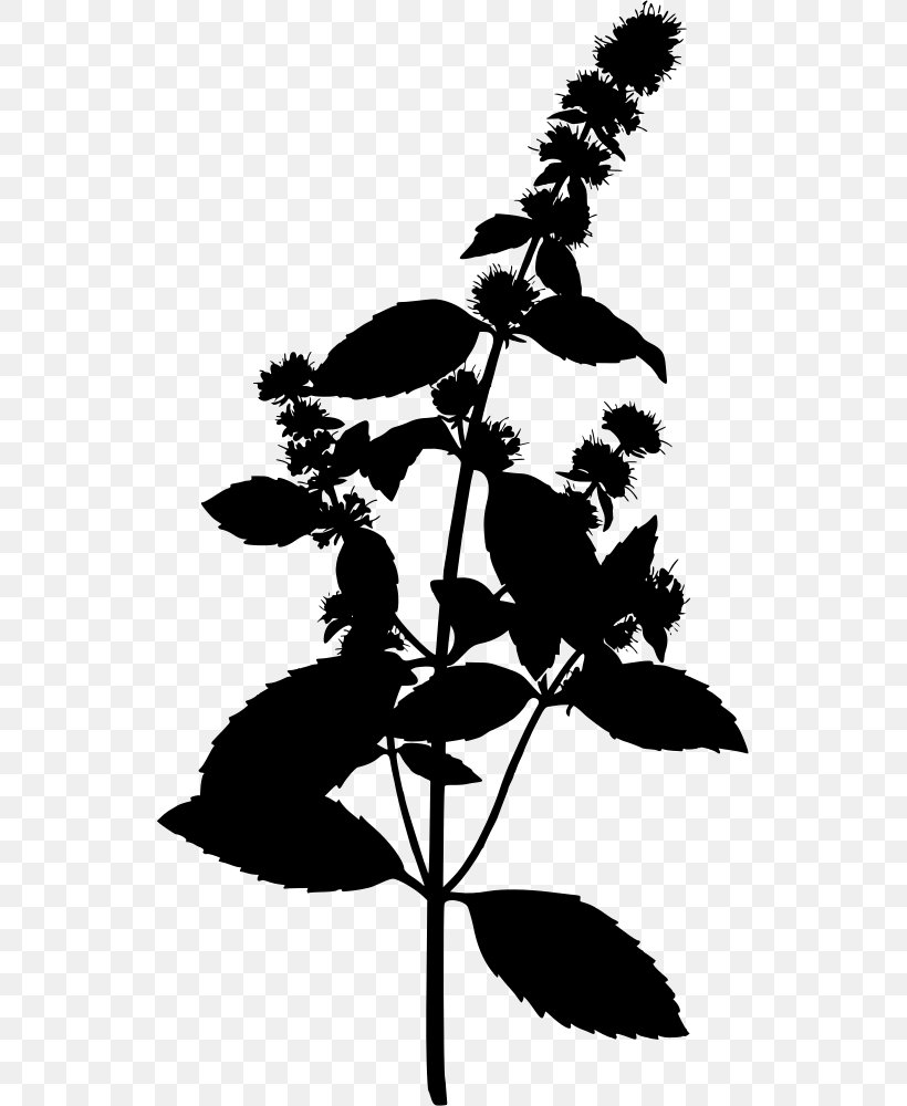 Peppermint Water Mint Herbalism Mentha Spicata, PNG, 535x1000px, Peppermint, Apple Mint, Black And White, Botany, Branch Download Free