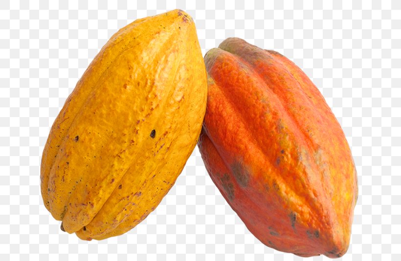 Theobroma Cacao Cocoa Bean Chocolate Cocoa Solids, PNG, 686x535px, Theobroma Cacao, Auglis, Calabaza, Chocolate, Cocoa Bean Download Free