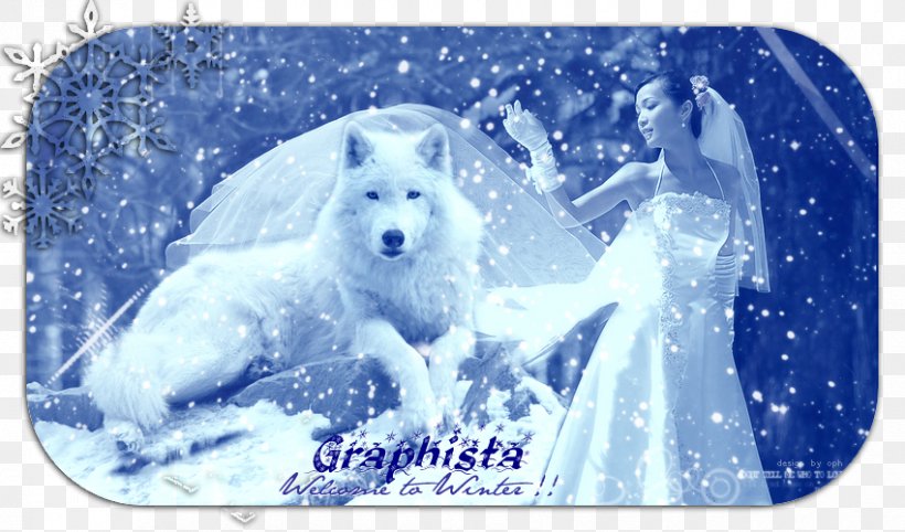 West Highland White Terrier Arctic Polar Bear Blue, PNG, 850x500px, West Highland White Terrier, Arctic, Bear, Blue, Carnivoran Download Free