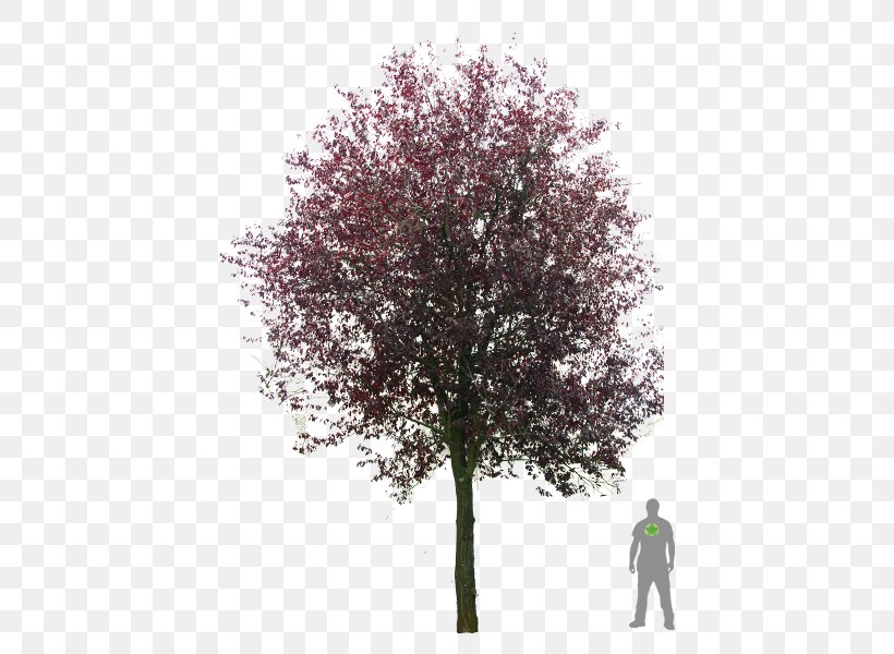 Cherry Plum Blutpflaume Tree, PNG, 450x600px, Cherry Plum, Amelanchier Arborea, Blossom, Blutpflaume, Branch Download Free