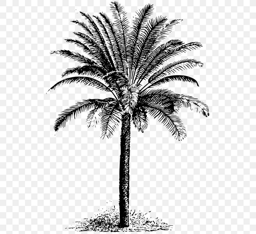 Clip Art Palm Trees Vector Graphics Illustration, PNG, 540x750px, Palm Trees, Arecales, Attalea Speciosa, Beach Towels, Blackandwhite Download Free
