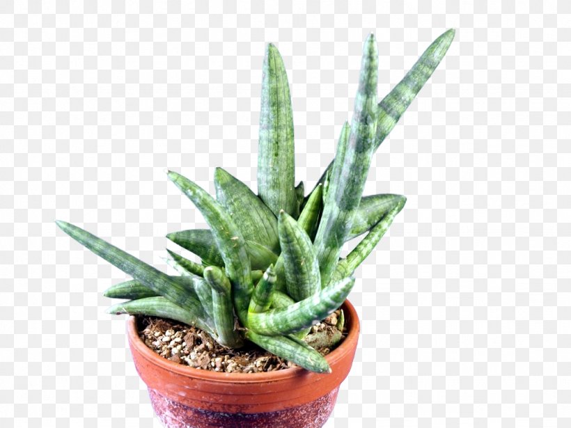 Sansevieria Cylindrica Houseplant Flowerpot Aloe Vera Embryophyta, PNG, 1024x768px, Sansevieria Cylindrica, Aloe, Aloe Vera, Austria, Cultivar Download Free
