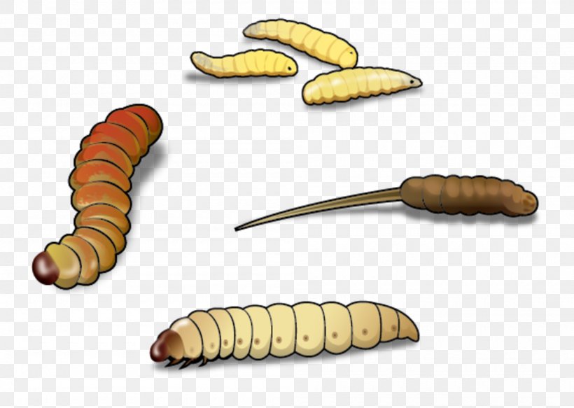 Waxworm Caterpillar Larva Mealworm Insect, PNG, 2000x1424px, Waxworm, Caterpillar, Darkling Beetles, Insect, Larva Download Free