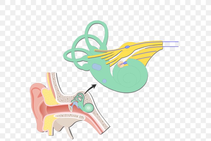 Cochlea Bipolar Neuron Vestibular System Vestibular Nerve Vestibule Of The Ear, PNG, 721x550px, Watercolor, Cartoon, Flower, Frame, Heart Download Free