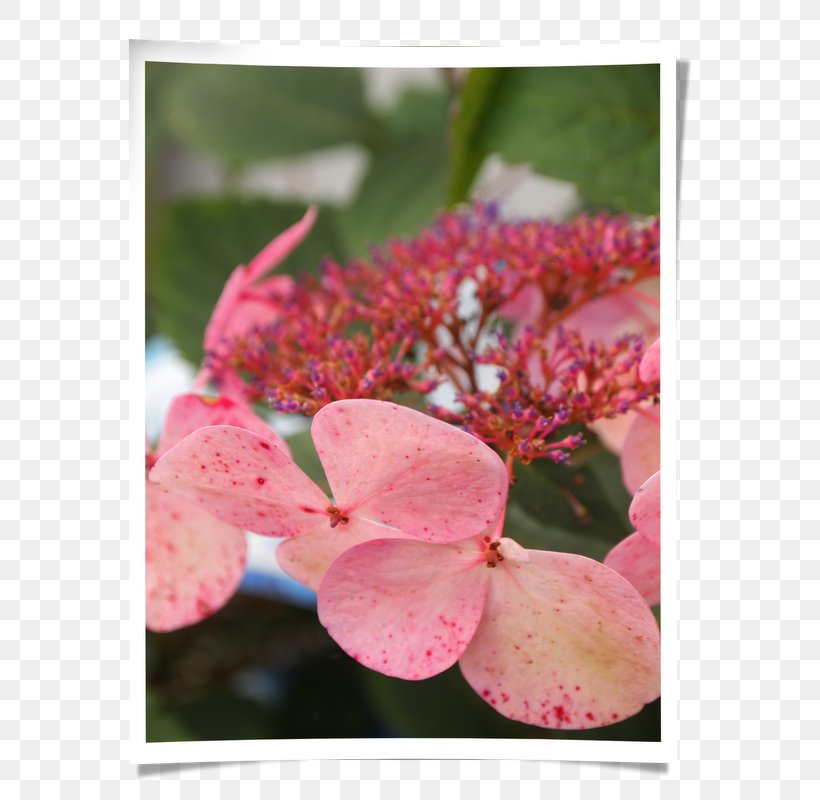 Hydrangeaceae Petal Pink M, PNG, 600x800px, Hydrangea, Blossom, Cornales, Flora, Flower Download Free