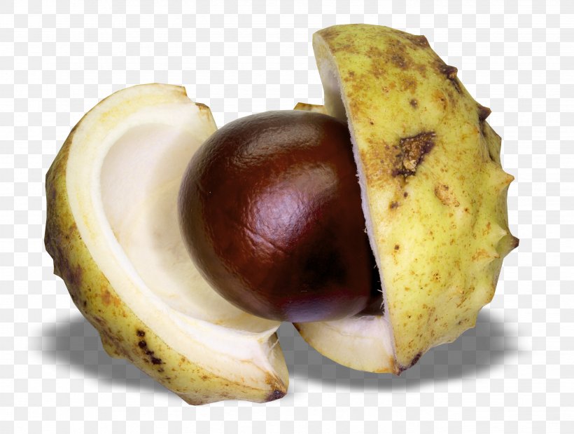 Chestnut Clip Art, PNG, 2649x2001px, Sweet Chestnut, Chestnut, Food, Fruit, Image Resolution Download Free