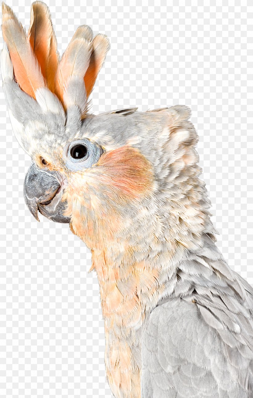 Cockatoo Fauna Beak Feather, PNG, 1220x1920px, Cockatoo, Beak, Bird, Fauna, Feather Download Free