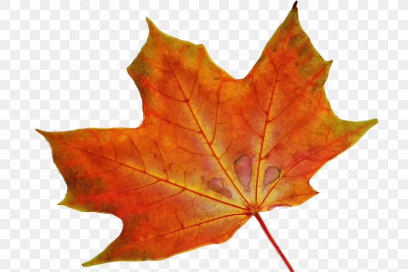 Maple Leaf, PNG, 1920x1280px, Maple Leaf, Autumn, Biology, Leaf, Maple Download Free