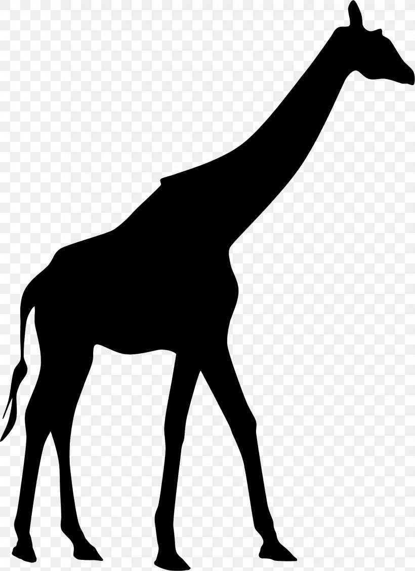 Giraffe Clip Art Vector Graphics Silhouette Stock Photography, PNG, 1679x2308px, Giraffe, Animal Figure, Blackandwhite, Drawing, Giraffidae Download Free