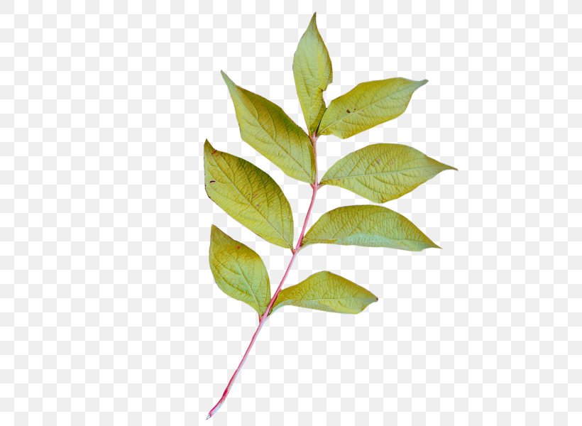 Leaf Image Plant Stem Clip Art, PNG, 600x600px, Leaf, Animation, Avatar, Botany, Coca Download Free