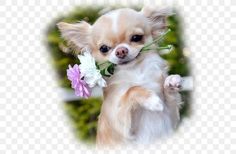Long-haired Chihuahua Puppy Cat, PNG, 563x534px, Chihuahua, Animaatio, Animal, Breed, Carnivoran Download Free