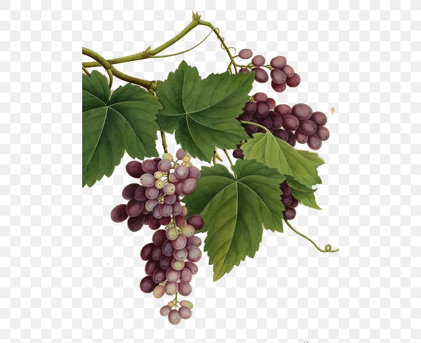 Red Wine Common Grape Vine Vintage, PNG, 500x668px, Red Wine, Ampelography, Botanical Illustration, Common Grape Vine, Flowering Plant Download Free