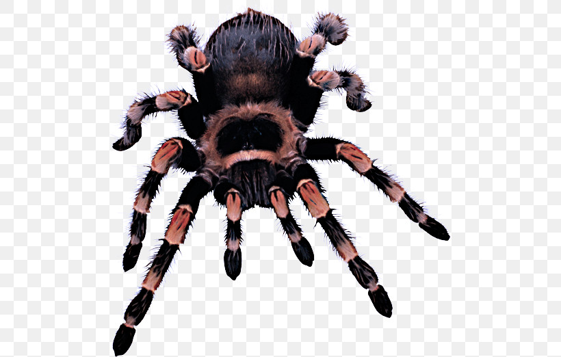 Spider Tarantula Arachnid Animal Figure Fur, PNG, 500x522px, Spider, Animal Figure, Arachnid, Fur, Tarantula Download Free