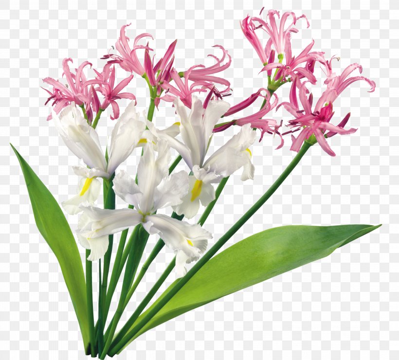 Orchids Cut Flowers Plant, PNG, 4252x3841px, Orchids, Cut Flowers, Depositfiles, File Size, Floristry Download Free