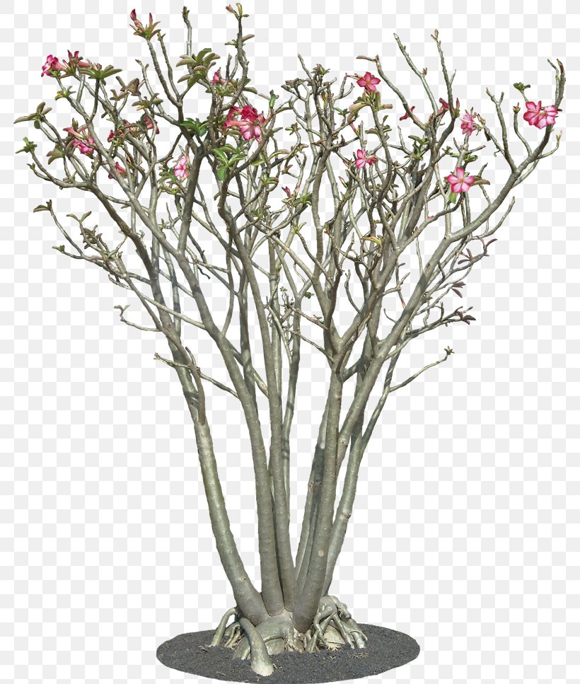 Adenium Obesum Tree Plant Adenium Arabicum Shrub, PNG, 793x967px, Adenium Obesum, Adenium, Adenium Arabicum, Adenium Multiflorum, Apocynaceae Download Free