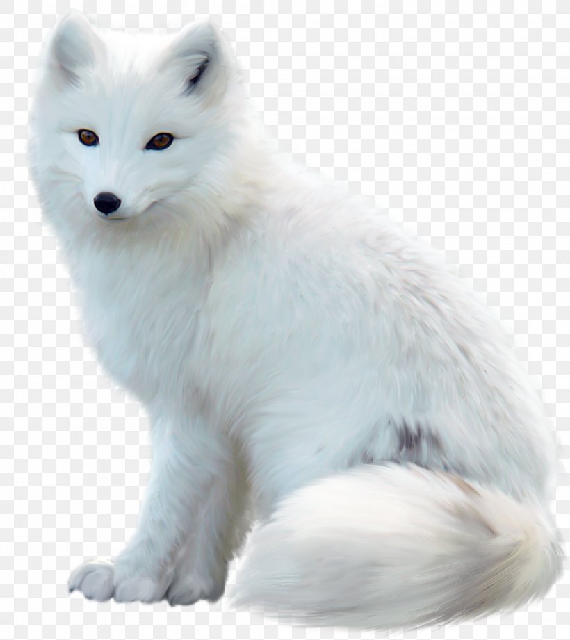 Arctic Fox Maltese Dog Jack Russell Terrier Red Fox, PNG, 2212x2486px, Arctic Fox, Alaskan Tundra Wolf, Arctic, Arctic Wolf, Canidae Download Free