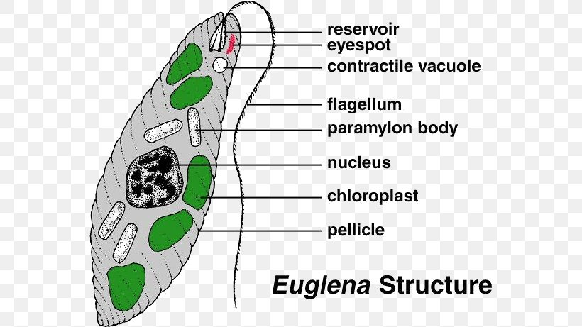 Euglena Cell Protist Diatom Algae, PNG, 567x461px, Watercolor, Cartoon, Flower, Frame, Heart Download Free