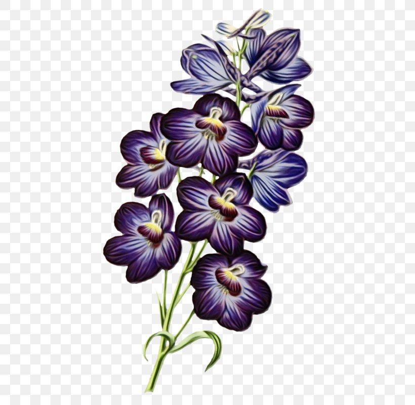 Flower Plant Violet Purple Petal, PNG, 469x800px, Watercolor, Flower, Paint, Petal, Plant Download Free