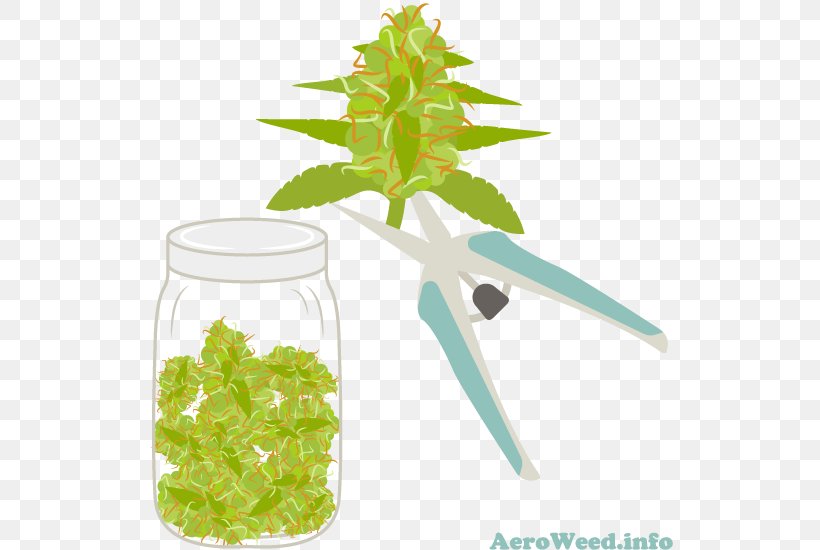 Harvest Cannabis Plants Leaf Nutrient, PNG, 550x550px, Harvest, Bud, Cannabis, Crop, Dose Download Free