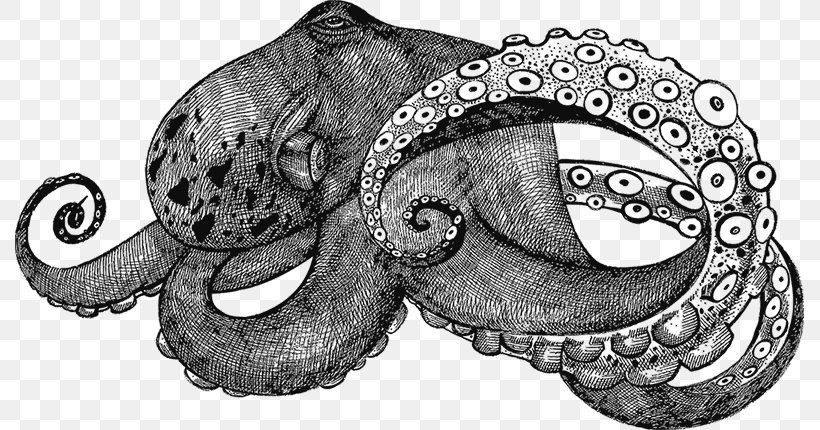 Octopus Vector Graphics Illustration Drawing Royalty-free, PNG, 789x430px, Octopus, Art, Black And White, Cephalopod, Drawing Download Free