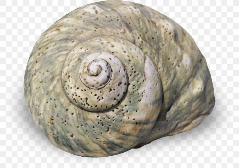 Sea Snail Seashell Gastropod Shell Spiral, PNG, 1830x1288px, Snail, Artifact, Gastropod Shell, Helix, Molluscs Download Free