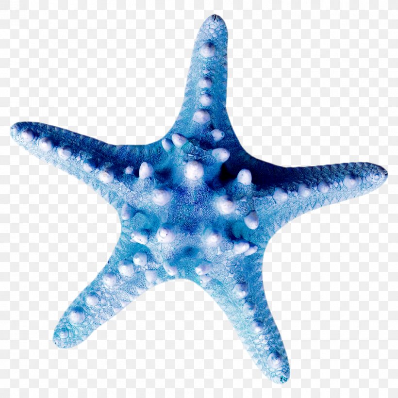 Starfish Clip Art Seashell Echinoderm Marine Biology, PNG, 945x945px, Starfish, Beach, Coast, Cobalt Blue, Conch Download Free
