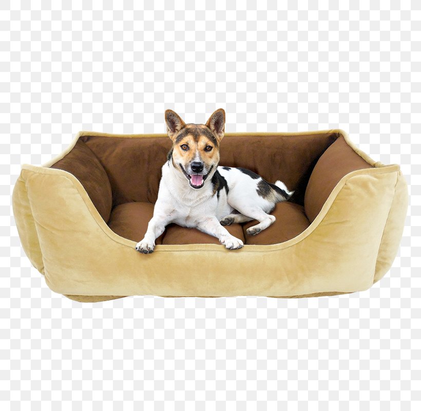 Bed Couch Cushion Orthopedic Mattress Pillow, PNG, 800x800px, Bed, Bolster, Comfort, Companion Dog, Couch Download Free