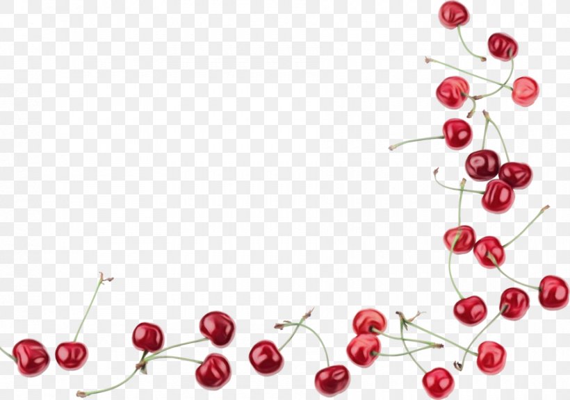 Cherry Blossom Flower, PNG, 900x633px, Cerasus, Berries, Berry, Branch, Cherries Download Free