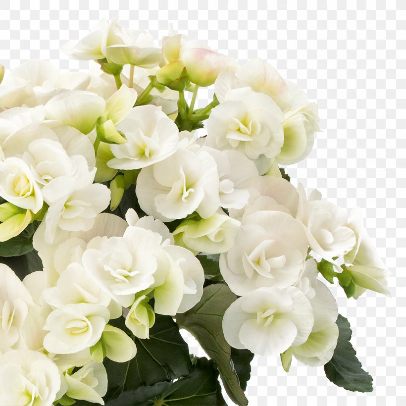 Elatior Begonia Flower Houseplant Floral Design, PNG, 1000x1000px, Elatior Begonia, Artificial Flower, Begonia, Begoniaceae, Blossom Download Free
