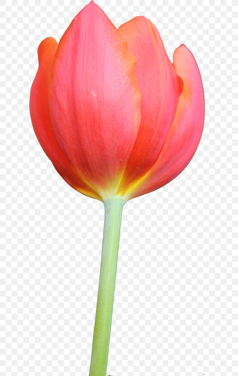 Tulip Flower Clip Art, PNG, 617x1294px, Tulip, Cut Flowers, Display Resolution, Flower, Flower Bouquet Download Free