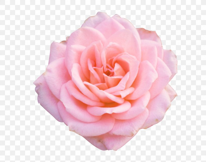 Garden Roses, PNG, 1024x807px, Garden Roses, Floribunda, Flower, Hybrid Tea Rose, Peach Download Free