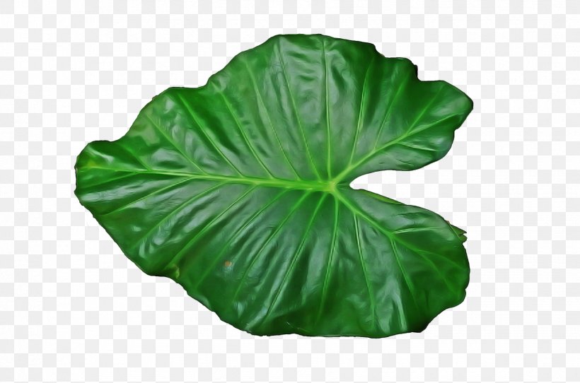 Leaf Green Plant Flower Annual Plant, PNG, 1725x1142px, Leaf, Annual Plant, Flower, Green, Plant Download Free