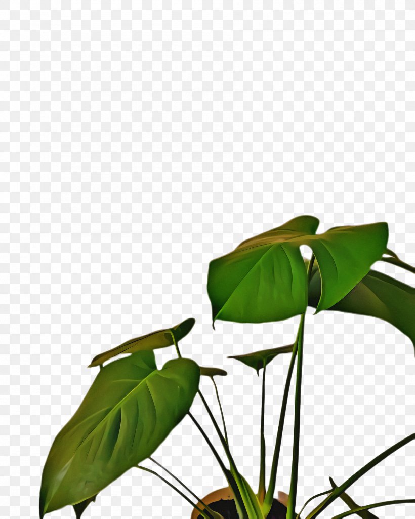 Lily Flower Cartoon, PNG, 1788x2236px, Monstera Leaf, Alismatales, Anthurium, Arum Family, Bladnerv Download Free