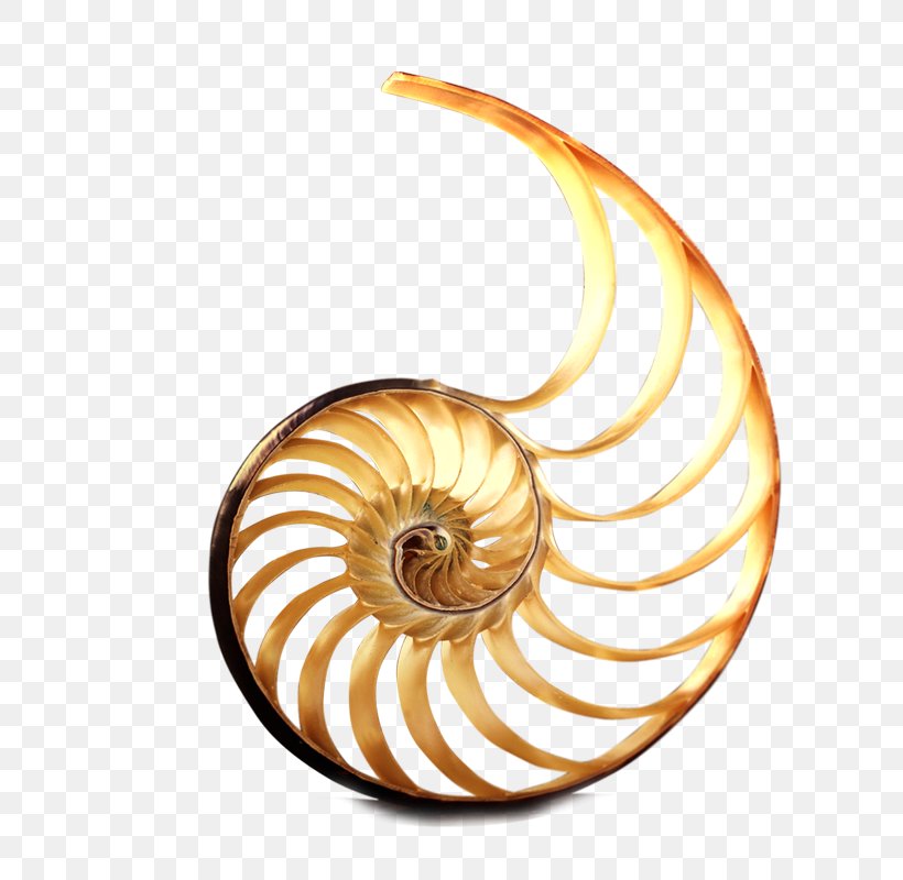 Real Estate Real Property Snail, PNG, 800x800px, Snail, Building, Chambered Nautilus, House, Invertebrate Download Free