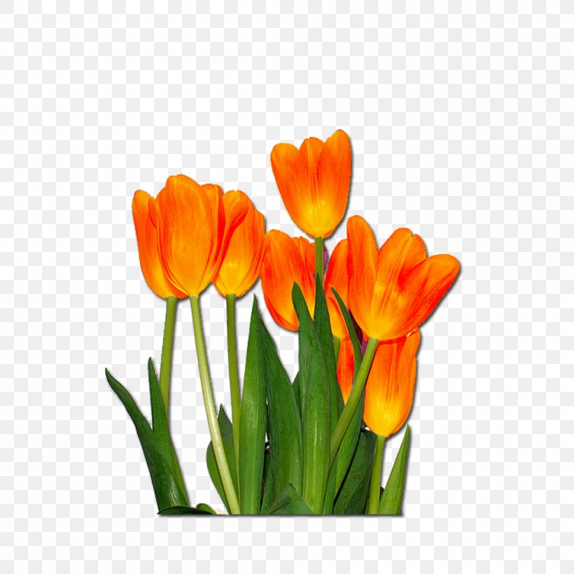 Tulip Flower Desktop Wallpaper, PNG, 1000x1000px, Tulip, Animation, Bud, Color, Crocus Download Free