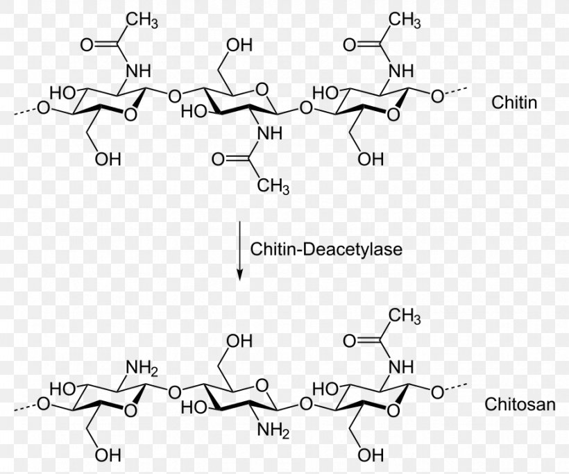 Chitosan Chitin Deacetylase Chemical Synthesis Chemistry, PNG, 921x768px, Watercolor, Cartoon, Flower, Frame, Heart Download Free
