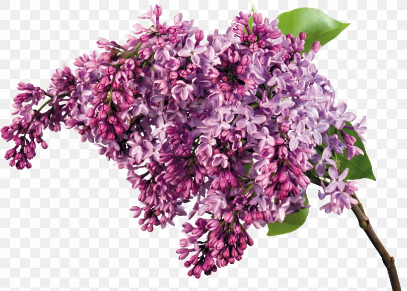 Desktop Wallpaper Common Lilac Flower Clip Art, PNG, 3107x2227px, Common Lilac, Branch, Cut Flowers, Display Resolution, Flower Download Free