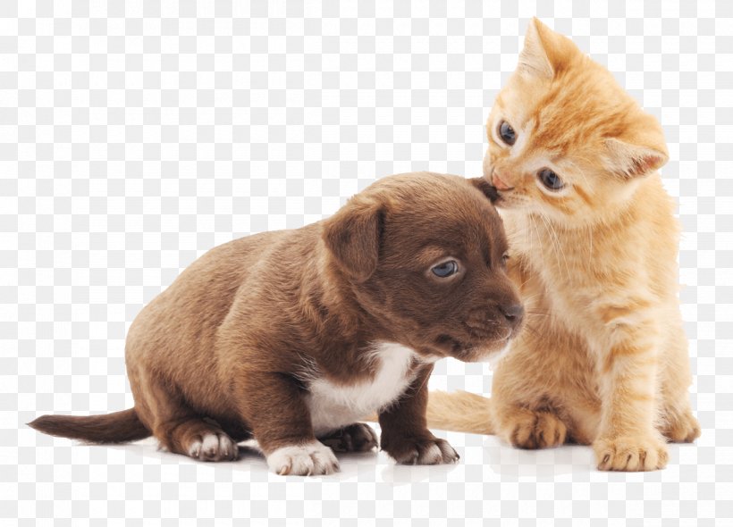 Dog And Cat, PNG, 1200x864px, Kitten, Animal, Cat, Companion Dog, Cuteness Download Free