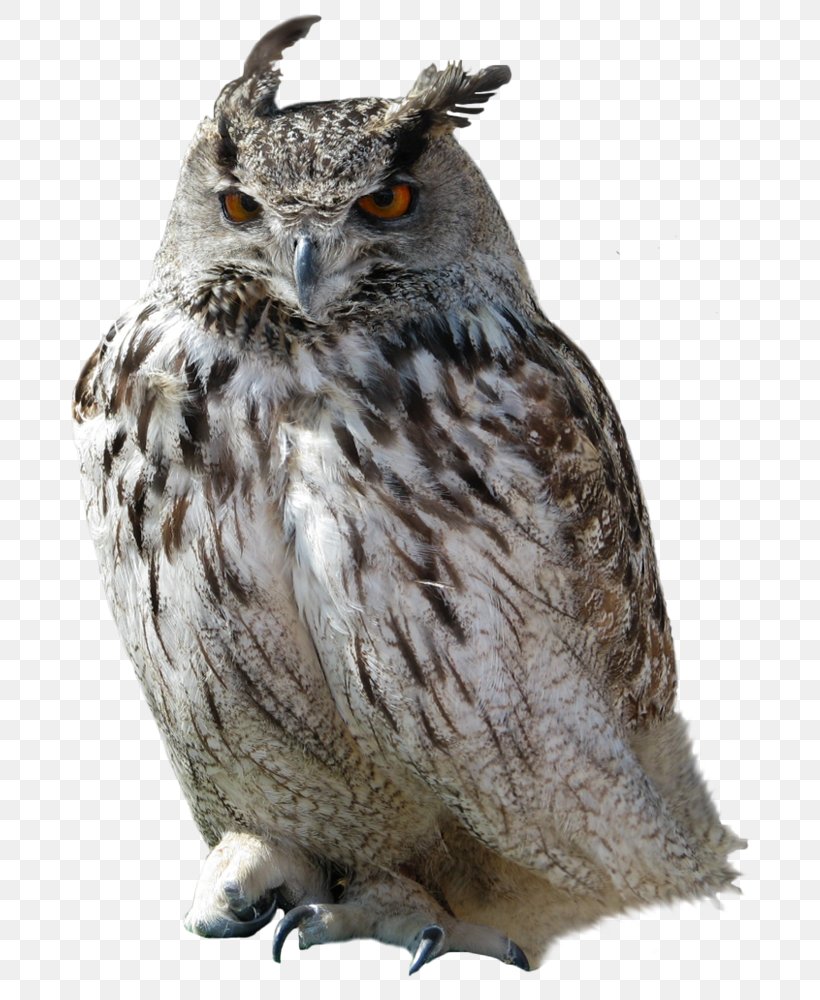 Great Horned Owl Clip Art, PNG, 748x1000px, Owl, Beak, Bird, Bird Of Prey, Eurasian Eagle Owl Download Free