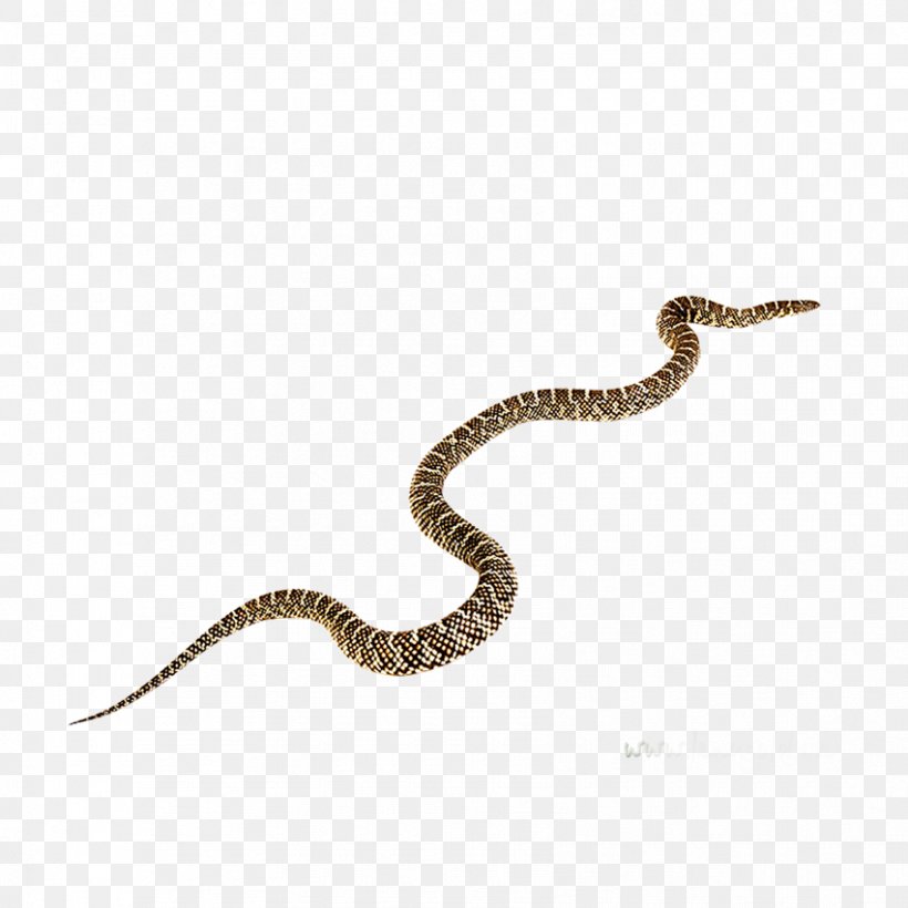 Rattlesnake Black Mamba Vipers Clip Art, PNG, 851x851px, Snake, Animal, Black Mamba, Blog, Boa Constrictor Download Free