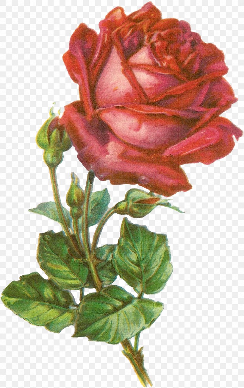 Rose Botanical Illustration Botany Clip Art, PNG, 1682x2673px, Rose, Art, Artificial Flower, Botanical Illustration, Botany Download Free