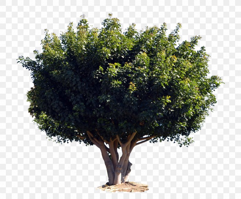 Tree Shrub Woody Plant, PNG, 1600x1328px, Tree, Branch, Evergreen, Gimp, Plant Download Free